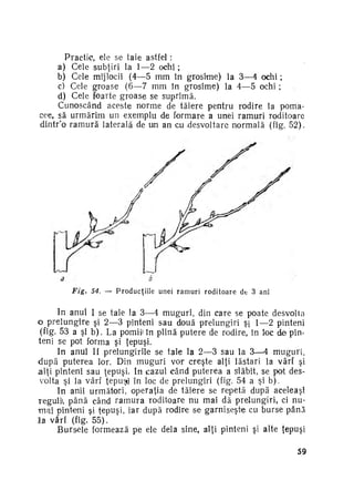 Practic, ele se taie astfel :
a) Cele subţiri la 1—2 o c h i ;
b) Cele mijlocii (4—5 mm în grosime) la 3—4 o c h i ;
c) Cele groase (6—7 mm în grosime) la 4—5 ochi ;
d) Cele foarte groase se suprimă.
Cunoscând aceste norme de tăiere pentru rodire la pomaeee, să urmărim un exemplu de formare a unei ramuri roditoare
dintr'o r a m u r ă laterală de um an cu desvoltare normală (fig. 52).

Fig.

54. — P r o d u c ţ i i l e unei r a m u r i r o d i t o a r e de 3 ani

In anul I se taie la 3—4 muguri, din care se poate desvolta
o prelungire şi 2—3 pinteni sau două prelungiri ş 1—2 pinteni
(fig. 53 a şi b ) . La pomii» în plină putere de rodire, în loc de pin­
teni se pot forma şi ţepuşi.
In anul II prelungirile se taie la 2—3 sau la 3—4 muguri,
d u p ă puterea lor. Din muguri vor creşte alţi lăstari la vârf şi
alţi pinteni sau ţepuşi. In cazul când puterea a slăbit, se pot des­
volta şi la vârf ţepuşi în loc de prelungiri (fig. 54 a şi b ) .
In anii următori, operaţia de tăiere se repetă după aceleaşi
regulii, p â n ă când r a m u r a roditoare nu mai dă prelungiri, ci nu­
m a i pinteni şi ţepuşi, iar după rodire se garniseşte cu burse până
la vârf (fig. 55).
Bursele formează pe ele dela sine, alţi pinteni şi alte ţepuşi
59

 