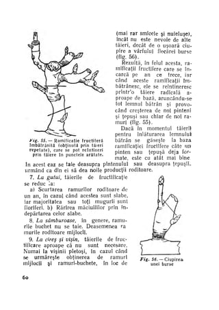 (mai r a r smîcele şi n u i e l u ş e ) ,
încât nu este nevoie de alte
tăieri, decât de o uşoară ciupire a vârfului fiecărei burse
(fig. 56).
Rezultă, în felul acesta, ra­
mificaţii fructifere care se în­
carcă pe an ce trece, iar
când aceste ramificaţii îm­
bătrânesc, ele se reîntineresc
printr'o tăiere radicală
aproape de bază, a r u n c â n d u - s e
iot lemnul bătrân şi provo­
când creşterea de noi pinteni
şi ţepuşi sau chiar de noi ra­
muri (fig. 55).
Dacă în momentul tăierii
pentru înlăturarea lemnului
bătrân se găseşte la baza
Fig. 55.— R a m i f i c a ţ i e f r u c t i f e r ă
î m b ă t r â n i t ă ( o b ţ i n u t ă prin tăieri
ramificaţiei fructifere câte un
r e p e t a t e ) , care se pot r e î n t i n e r i
pinten sau ţepuşă deja for­
prin tăiere în p u n c t e l e a r ă t a t e .
mate, este cu atât mai bine.
In acest caz se taie deasupra pintenului sau deasupra ţepuşii,.
u r m â n d ca din ei să dea noile producţii roditoare.
7. La gutui, tăierile de
fructificaţie
se reduc la:
a) Scurtarea ramurilor roditoare de
un an, în cazul când acestea sunt slabe,
iar majoritatea sau toţi mugurii sunt
floriferi. b) Rărirea măciuliilor prin în­
depărtarea celor slabe.
8. La sâmburoase,
în genere, ramu­
rile buchet nu se taie. Deasemenea ra
murile roditoare mijlocii.
9. La cireş şi vişin, tăierile de fruc­
tificare aproape că nu sunt necesare.
Numai la vişinii pletoşi, în cazul când
se u r m ă r e ş t e
obţinerea
de
ramuri
Fig. 56. — Ciupirea*
mijlocii şi ramuri-buchete, în loc de
unei burse
6o

 