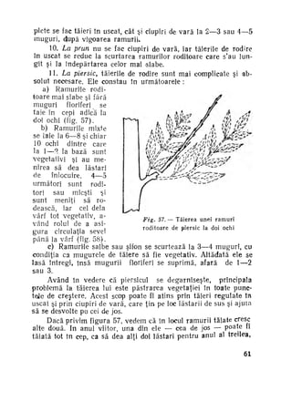 plete se fae tăieri în uscat, cât şi ciupiri de vară la 2—3 sau 4—5
muguri, djupă vigoarea ramuriu
10. La prun nu se fac ciupiri de vară, iar tăierile de rodire
In uscat se reduc la scurtarea ramurilor roditoare care s'au Iun*
git şi la îndepărtarea celor mai slabe.
11. La piersic, tăierile de rodire sunt mai complicate şi ab­
solut necesare. Ele constau în următoarele :
a) Ramurile rodi­
toare mai slabe şi fără
muguri
floriferi
se
taie în cepi adică la
doi ochi (fig. 57).
b) Ramurile mixte
se taie la 6—8 şi chiar
10 ochi dintre care
la 1—2 la bază sunt
vegetativi şi au me­
nirea să dea lăstari
de
înlocuire,
4—5
următori sunt rodi­
tori sau micşti şi
sunt meniţi să ro­
dească, iar cel dela
vârf tot vegetativ, aFig. 57. — T ă i e r e a u n e i r a m u r i
vând rolul de a asi­
r o d i t o a r e de p i e r s i c la doi ochi
gura circulaţia sevei
până la vârf (fig. 58).
c) Ramuriile salbe sau sifon se scurtează la 3—4 muguri, cu
condiţia ca mugurele de tăiere să fie vegetativ. Altădată ele se
lasă întregi, însă mugurii floriferi se suprimă, afară de 1—2
sau 3.
Având în vedere că piersicul se degarniseşte, principala
problemă la tăierea lui este păstrarea vegetaţiei în toate punc­
tele de creştere. Acest scop poate fi atins prin tăieri regulate în
uscat şi prin ciupiri de vară, care ţin pe loc lăstarii de sus şi ajuta
s ă se desvolte pa cei de jos.
Dacă privim figura 57, vedem că în locul ramurii tăiate cresc
alte două. In anul viitor, una din ele — cea de jos — poate fi
tăiată tot în cep, ca să dea alţi doi lăstari pentru anul al treilea,

61

 