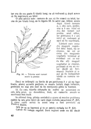 iar cea de sus poate fi tăiată lung, ca să rodească şi după acee.i
să fie suprimată cu totul.
O altă soluţie este : r a m u r a de sus să fie scoasă cu totul, iar
cea de jos tăiată lung, ca în figura 58. In acest caz, iniţial, avem
după tăiere ramura
a, c din care, porţiu­
nea a b are rolul să
dea doi lăstari noi
pentru
anul viitor,
iar porţiunea b c are
rolul să rodească şi
apoi să fie suprimată.
LăstarH care cresc
din mugurii vegeta­
tivi dela bază, nu se
ciupesc, iar cei ce
cresc din mugurele
vegetativ terminal şi
eventual cei ce vor
da din alţi muguri
vegetativi se ciupesc,
pentrucă ei nu au ro­
lul
decât să
hră­
nească fructele şi apoi să fie îndepărtaţi
Fig. 58. — T ă i e r e a u n e i r a m u r i
odată cu r a m u r a ve­
m i x t e Ja p i e r s i c
che.
f

Dacă se întâmplă ca florile de pe? porţiunea b c să nu lege
fructe, atunci această porţiune se scoate î n d a t ă după înflorire,
pentrucă nu mai a r e rost să fie menţinută p â n ă la t o a m n ă .
12. La cais, tăierile obişnuite de rodire se a s e a m ă n ă cu
cele dela prun, cu deosebirea, însă, că ramurile anuale se
scurtează mai mult.
In ultimul timp, ştiinţa sovietică a ajuns să rezolve problema
rodirii la cais prin tăieri de vară după metoda savantului P . Şiti>
cărui carte scrisă în acest scop a fost premiată cu
Premu Stalin.
Iată
bazează şi în ce constă metoda lui P . Şitt.
Caisul nu rodeşte regulat. S u n t regiuni unde nu dă decât
c e

62

s e

 