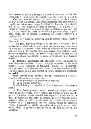 2—3 recolte în 10 ani ; de regulă, numărul recoltelor într'un de­
ceniu este 4—5 şi numai în cazurile cele mai bune 6—7 sau 8.
Cauzele nerodirii caisului nu sunt aceleaşi, ca de exemplu
la m ă r şi păr. La spefciile din urmă, nerodirea este provocată, de
regulă, de neformarea mugurilor floriferi. La cais, dimpotrivă,
mai în toţi anii mugurii floriferi se formează, însă pier, fie în
timpul gerurilor mari de iarnă (ceeace se întâmplă mai r a r ) , fie
la sfârşitul iernii, în zilele de revenire a gerurilor după o peri­
oadă caldă, fie în timpul înfloritului, din cauza brumelor şi a
îngheţurilor.
Dece pier mugurii floriferi la cais în ultimele două cazuri ?
Pentrucă :
1. La cais, repausul obligatoriu (de iarnă) este scurt. Deja
în Ianuarie caisul este în m ă s u r ă să pornească vegetaţia, dacă
se ives,c zile călduroase. Acest lucru se întâmplă în foarte mulţi
ani, mai ales în Februarie, când instaurarea unei perioade calde
provoacă trezirea sevei, iar revenirea gerurilor loveşte planta
(care şi-a pierdut rezistenţa) şi omoară în primul rând mugurii
florali.
2. Datorită caracterelor sale biologice, formate în condiţiile
unei clime continentale, cu veri lungi şi secetoase şi cu ierni
geroase, caisul înfloreşte de timpuriu (înainte de înfrunziră),
când pericolul brumelor nu este trecut. In aceste condiţii, căde­
rea unei brume sau a unui îngheţ în timpul înfloritului nimiceşte
tot rodul.
Dacă acestea sunt cauzele rodirii neregulate a caisului,
atunci problema care se pune este:
a) să se prelungească perioada de repaus;
b) să se amâne înfloritul.
Studiind biologia caisului, P. Şitt a observat că aceasta
specie :
a) Este foarte precoce, a d k ă ramurile şi mugurii se desvoltă şi se m a t u r e a z ă foarte repede, iar pomul se pune repede
pe rod. Ca atare, specia caisului este capabilă să dea într'un an
două şi câteodată trei serii de lăstari, ai căror muguri ajung
maturi şi chiar se diferenţiază, adică se transformă în muguri
floriferi în 3—4 săptămâni. In felul acesta, pomul îşi parcurge
repede perioadele de vârste, ajungând să se pună pe rod, câte­
odată, chiar în al treilea sau al doilea an dela răsărirea din
sămânţă.
63

 