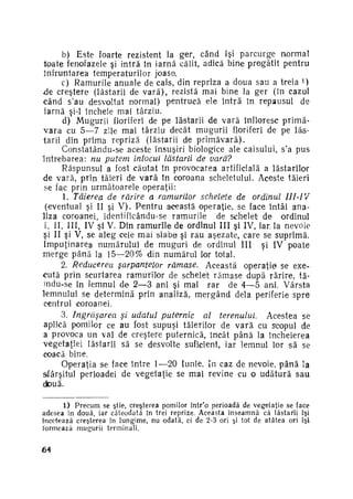 b) Este foarte rezistent la ger, când îşi parcurge norma!
ioate fenofazele şi intră în iarnă călit, adică bine pregătit pentru
înfruntarea temperaturilor joaso.
c) Ramurile anuale de cais, din repriza a doua sau a treia )
«de creştere (lăstarii de v a r ă ) , rezistă mai bine la ger (în cazul
când s'au desvoltat normal) pentrucă ele intră în repausul de
iarnă şi-1 încheie mai târziu.
d)' Mugurii floriferi de pe lăstarii de v a r ă înfloresc primă­
v a r a cu 5—7 zile mai târziu decât mugurii floriferi de pe lăs­
tarii din prima repriză (lăstarii de p r i m ă v a r ă ) .
Constatându-se aceste însuşiri biologice ale caisului, s'a pus
întrebarea: nu putem înlocui lăstarii de vară?
Răspunsul a fost căutat în provocarea artificială a lăstarilor
de vară, prin tăieri de v a r ă în coroana scheletului. Aceste tăieri
se fac prin următoarele operaţii:
1. Tăierea de rărire a ramurilor schelete de ordinul
IJI-iV
(eventual şi II şi V ) . P e n t r u această operaţie, se face întâi ana­
liza coroanei, identificându-se ramurile de schelet de ordinul
i, II, III, IV şi V. Din ramurile de ordinul III şi IV, iar la nevoie
şi II şi V, se aleg cele mai slabe şi rau aşezate, care se suprimă,
împuţinarea numărului de muguri de ordinul III şi IV poate
m e r g e p â n ă la 15—20% din numărul lor total.
2. Reducerea şarpantelor rămase. Această operaţie* se exe­
cută prin scurtarea ramurilor de schelet r ă m a s e după rărire, tămdu-se în lemnul de 2—3 ani şi mai rar de 4—5 ani. Vârsta
lemnului se determină prin analiză, m e r g â n d dela periferie spre
centrul coroanei.
3. Ingrăşarea şi udatul puternic
al terenului.
Acestea se
aplică pomilor ce au fost supuşi tăierilor de v a r ă cu scopul de
a provoca un val de creştere puternică, încât până la încheierea
vegetaţiei lăstarii să se desvolte suficient, iar lemnul lor să se
coacă bine.
Operaţia se face între 1—20 Iunie. In caz de nevoie, p â n ă la
sfârşitul perioadei de vegetaţie se mai revine cu o u d ă t u r ă s a u
două.
l

1) Precum se ştie, creşterea pomilor într'o perioadă de vegetaţie se face
a d e s e a în două, iar câteodată în trei reprize. Aceasta înseamnă că lăstarii îşi
încetează creşterea în lungime, nu odată, ci de 2-3 ori şi tot de atâtea ori îşi
formează mugurii terminali.

64

 