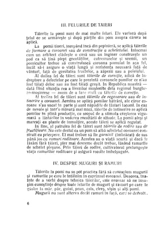 III. F E L U R I L E DE TĂIERI
Tăierile la pomi sunt de mai multe feluri. Ele variază după
ţelul ce se urmăreşte şi după părţile din pom asupra cărora se
aplică.
La pomii tineri, începând încă din pepinieră, se aplică tăierile
de formare a coroanei sau de construcţie a scheletului.
întocmai
cum un arhitect clădeşte o casă sau un inginer construeşte un
pod ca să ţină piept greutăţilor, cutremurelor şi vremii, un
pomicultor trebue să construiască coroana po-mului în aşa fel,
încât să-i asigure o viaţă lungă şi rezistenţa necesară faţă de
vânturi, faţă de greutatea fructelor, a zăpezii sau a poleiului.
Al doilea fel de tăieri sunt tăierile de corecţie, adică de în­
dreptare a defectelor pe care le prezintă coroanele pomilor ce n'au
fost tăiaţi deloc sau au fost tăiaţi greşit. In Republica noastră —
dată fiind situaţia rea a livezilor moştenite dela regimul burghezo-moşieresc — avem de a face mult cu tăierile ele corecţie.
Al treilea fel de tăieri sunt tăierile de regenerare s a u de în­
tinerire a coroanei. Acestea se aplică pomilor bătrâni, ale căror co­
roane s'au uscat în p a r t e şi sunt năpădite de lăstari lacomi. In caz
de nevoie şi într'o m ă s u r ă mai mică, tăierile de întinerire» se aplică
pomilor în plină producţie, cu scopul de a stimula creşterea vigu­
roasă a lăstarilor în vederea recoltării de altoaie. La pomii aleşi şi
marcaţi ca plante de înmulţire, aceste tăieri se aplică regulat.
In fine, al patrulea fel de tăieri sunt tăierile de rodire sau â,e
fructificare. Nu este destul ca un pom să aibă scheletul coroanei con­
struit cu pricepere. El mai trebue să fie garnisit (îmbrăcat) de sus
până jos cu ramuri roditoare. Acestea au o viaţă scurtă şi dacă !e
lăsăm fără tăieri, pier mai devreme decât trebue, l ă s â n d ramurile
de schelet pleşuve. Prin tăieri de rodire, cultivatorul p r e l u n g e ş t e
viata ramurilor roditoare si asigură recolte îmbelşugate.
IV. D E S P R E M U G U R I ŞI RAMURI
Tăierile la pomi nu se pot practica fără să cunoaştem m u g u r i i
şi ramurile pe care le întâlnim în cuprinsul coroanei. Deaceea, îna­
inte de a vorbi despre tehnica tăierilor, este necesar să ne însu­
şim cunoştinţe despre toate felurile de m u g u r i şi ramuri pe care le
găsim la măr, păr, gutui, prun, cais, cireş, vişin şi alţi pomi.
Mugurii nu sunt altceva decât ramuri în faşă, c a r e se dezvoltă
6

 