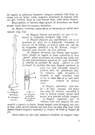 DE R G L L SUBŢIOARA F U Z L R (muguri axilari). CÂT TIMP RA­
E UĂ A
RNEO
MURA ESTE UN L S A VERDE, O G N L PROVIZORII SE NUMESC ochi.
ĂT R
R AEE
I R SPRE TOAMNĂ, DUPĂ C S'AU F R A BINE, OCHII DEVIN muguri.
A
E
OMT
DUPĂ POZIŢIA PE RAMURĂ, DUPĂ G A U DE D S O T R SAU DUPĂ
RDL
EV L A E
CEEACE NAŞTE DINTR'UN MUGURE, DEOSEBIM :
A) Muguri terminali, ADICĂ CEI C , SE F R E Z PE V R U UNEI
E
OMAĂ
ÂFL
RAMURI (FIG. I-A).
B) Muguri laterali SAU axiiari, CEI C R SE F R
AE
O­
MEAZĂ L SUBŢIORILE F U Z L R (FIG. 1-B).
A
RNEO
C) Muguri stipulari sau suplimentari, CEI C SE
E
F R E Z ÎN PLUS, T T L SUBŢIORILE F U Z L R ÎN
OMAĂ
O A
RNEO:
D E P A O I ÎN STÂNGA, PE AMBELE PĂRŢI SAU MAI JOS
RAT R
DE MUGURELE PRINCIPAL (FIG. 2 ) . ADESEA, MUGUR''
STIPULARI SUNT F O I E I (LA CAIS, PIERSIC).
L RF R
D) Mugurii dorminzi SAU latenţi SUNT MUGURI
SLABI, SITUAŢI DE R G L L BAZA R M RL R ŞI C R
E UĂ A
A UIO
AE
„DORM", ADICĂ NU PORNESC SĂ C E S Ă MAI MULŢI ANI.
R AC
SE MAI ÎNTREBUINŢEAZĂ NOŢIUNEA DE „ochi dormind"
L A T I I E ÎN OCULAŢIE* SE SPUNE „altoire în ochi
A L ORL
dormind" L O U A I DIN L N AUGUST, PENTRUCĂ ÎN
A C L ŢA
UA
A E T C Z OCHII (DEVENIŢI MUGURI)
CS A
PORNESC ABIA ÎN PRIMĂVARA ANU­
L I URMĂTOR, SPRE DEOSEBIRE DE
U
A T I I E ÎN O H CRESCÂND, C R
L ORL
CI
AE
SE F C ÎN L N MAI ŞI L C R OCHII
A
UA
A AE
PORNESC
C E S Ă IN ACEEAŞI
R AC
VARĂ.
E) Mugiu
adveniivi
SUNT MU" ÎN FAŞĂ, ASCUNŞI SUB C A Ă
I
OJ
gu
Fig. 1 SAU C I R ÎN L M U
HA
E N L R M RL R ŞI
A UIO
*
2 a —mugure
C R SE T E E C NUMAI ATUNCI CÂND
AE
RZS
a) m u g u r e
terminal,
principai
POMUL ŞL-A PIERDUT C I A Ţ MUGURI,
EL L I
b—mugur e
b) m u g u r e
F) Muguri
vegetativi
SAU DE
lateral
stipular
C E T R SUNT ACEI MUGURI DIN C R
RŞEE
AE
R Z L Ă O R M R C FRUNZE. ACEŞTI MUGURI SUNT DE R G L MAI MICI
EUT
A UĂ U
E UĂ
ŞI MAI SLABI, AVÂND LĂŢIMEA C A MAI MARE L BAZĂ (FIG. 3-A). UNII
E
A
A T R ÎMPART MUGURII VEGETATIVI ÎN muguri de lemn SI muguri de
UOI
foi.
ACEST L C U NU ESTE JUST, PENTRUCĂ NICIODATĂ UN MUGURE vegeUR
11

7

 