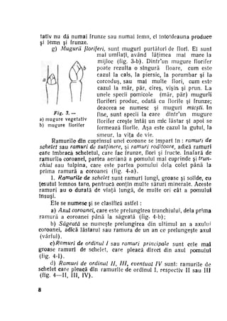tativ nu dă numai frunze sau numai lemn, ci întotdeauna produce
si lemn si frunze.
g) Mugurii floriferi, sunt muguri purtători de flori. Ei sunt
mai umflaţi, având lăţimea mai m a r e la
mijloc (fig. 3-b). Dintr'un m u g u r e florifer
poate rezulta o singură floare, cum este
cazul la cais, la piersic, la porumbar şi la
corcoduş, sau mai multe flori, cum este
cazul la măr, păr, cireş, vişin şi prun. La
unele specii pomicole (măr, păr) mugurii
floriferi produc, odată cu florile şi frunze;
deaceea se numesc şi muguri micşti. In
Fig. 3. —
fine, sunt specii la care dintr'un m u g u r e
a) m u g u r e v e g e t a t i v
florifer creşte întâi un mie lăstar şî apoi se
b) m u g u r e florifer
formează florile. Aşa este cazul la gutui, la
smeur, la viţa de vie.
R a m u r i l e din cuprinsul unei coroane se împart în : ramuri de
schelet sau ramuri de susţinere, şi ramuri roditoare, adică r a m u r i
care îmbracă scheletul, care fac frunze, flori şi fructe. Inafară de
ramurile coroanei, partea aeriană a pomului mai cuprinde şi trun­
chiul sau tulpina, care este partea pomului dela colet p â n ă la
prima r a m u r ă a coroanei (fig. 4 - a ) .
1. Ramurile de schelet sunt ramuri lungi, groase şi solide, cu
ţesutul lemnos tare, pentrucă conţin multe săruri minerale. Aceste
ramuri au o d u r a t ă de viaţă lungă, de multe ori cât a pomului
însuşi.
Ele se numesc şi se clasifică astfel :
a) Axul coroanei, care este prelungirea trunchiului, dela p r i m a
r a m u r ă a coroanei până la săgeată (fig. 4-b);
b) Săgeată se numeşte prelungirea din ultimul an a axului
coroanei, adică lăstarul sau r a m u r a de un an c& prelungeşte axul
(vârful).
c ) R a m u r i de ordinul I sau ramuri principale
sunt cele mai
groase ramuri de schelet, care pleacă direct din axul pomului
(fig- 4-1).
d) Ramuri de ordinul II, III, eventual IV sunt: ramurile de
schelet care pleacă din ramurile de ordinul I, respectiv II sau III
(fig. 4—II, III, I V ) .
8

 
