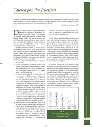 Taierea pomilor fructiferi 
1 
Taierea pomilor fructiferi 
Conform lui Mohácsy Mátyás taierea pomilor fructiferi „este o operaiune de cultivare prin care se taie 
înapoi unele pari verzi sau lemnoase ale plantelor fructifere, sau chiar ramura în sine, si se fac mici incizii, 
raniri pe suprafaa ramurilor, în interesul scopului de cultivare.” 
De-a lungul timpului, importana taierii 
pomilor era apreciata în mod diferit. De-seori 
unii vârstnici susin ca: pe vremuri 
nu am taiat, nu am stropit pomii, si totusi întot-deauna 
dadeau roade! Într-adevar aa este, însa 
nu trebuie uitat faptul, ca deoarece acesti pomi nu 
erau protejai împotriva bolilor i daunatorilor, i 
din acest motiv probabil calitatea acestor roade nu 
ar corespunde standardelor de azi. 
Probabil muli au constatat, ca în unii ani po-mii 
sunt plini de fructe mici, iar în ali ani fructele 
sunt mult mai puine dar mai bine dezvoltate. Spe-cialistii 
numesc acest fenomen rodire secveniala 
(alternana). Motivul principal al acestui fenomen 
(pe lânga multe altele) este neefectuarea taierilor 
regulate. Deci prin taierile regulate: 
• se poate obine forma dorita a coroanei (taiere 
de formare); 
• cream i meninem echilibrul recoltei. Prin 
aceasta înelegem dezvoltarea unor noi ramuri 
roditoare în  ecare an, care în afara altor fac-tori 
(polenizare, vreme, nutriie, etc.) garan-teaza 
o recolta constanta; 
• prin taierea excesului de coroana (taiere de 
rarire) facem posibila ca coroana sa primeas-ca 
cantitatea necesara de lumina, sa  e aeri-sita, 
dar prin asta contribuim i la e cienti-zarea 
proteciei plantei. Pe parcursul taierilor 
efectua te atât în perioada de repaus cât i în 
perioada vegetativa, avem oportunitatea de 
a îndeparta i distruge parile ranite, bolna-ve 
i infectate ale pomilor. Nu este necesar sa 
apucam stropitorul imediat ce apare un lastar 
sau o creanga infectata; este mult mai uoara 
i economicoasa îndepartarea lor prin taiere. 
„Protecia plantelor prin taiere” este un pro-ces 
de lucru obligatoriu în cultivarea integrata, 
cultivarea bio i în cazul plantelor bacifere; 
• putem întineri crengile roditoare, i în caz de 
nevoie i coroana pomilor (taiere de întinerire); 
• putem limita întinderea plantei, pastrându-i 
proporiile i dimensiunile indicate. Acest fapt 
este important, pentru ca în scopul îngrijirii 
plantelor i a solului, într-o anumita suprafaa 
de cultivare trebuie sa meninem plantele. 
Celalalt motiv este despuierea în sus. Aceea 
coroana este „folositoare”, a carei ramuri de 
(Ma  ., 
 