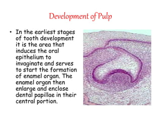 Development Of Pulp dental pulp...humayun afridi taif saqib | PPTX
