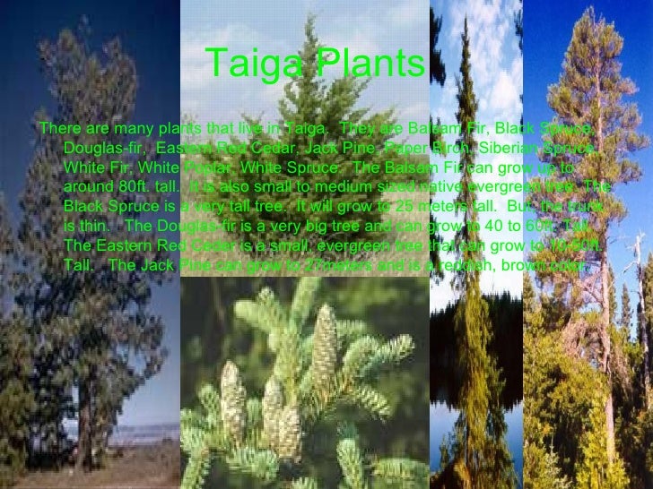 Taiga