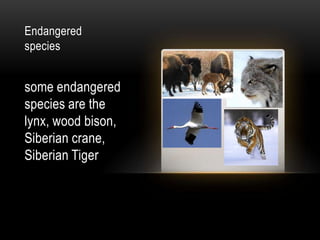 Endangered  speciessome endangered species are the  lynx, wood bison, Siberian crane, Siberian Tiger