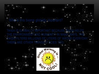 Why is this biome globally important?Taiga is globally important because taiga helps the environment and humanity in many ways. The taiga filters millions of liters of water everyday. There are other things it does too. 