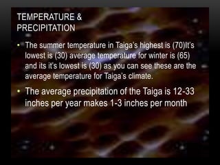 Temperature &Precipitation The summer temperature in Taiga’s highest is (70)It’s lowest is (30) average temperature for winter is (65) and its it’s lowest is (30) as you can see these are the average temperature for Taiga’s climate. The average precipitation of the Taiga is 12-33 inches per year makes 1-3 inches per month