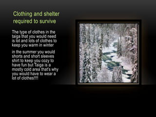Clothing and shelter required to survive The type of clothes in the taiga that you would need is lot and lots of clothes to keep you warm in winter in the summer you would shorts and short sleeves shirt to keep you cozy to have fun but Taiga is a mostly cold area that's why you would have to wear a lot of clothes!!!!
