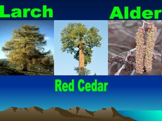 Larch Alder Red Cedar