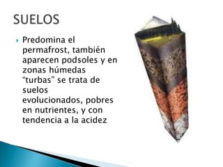  Predomina el
permafrost, también
aparecen podsoles y en
zonas húmedas
“turbas” se trata de
suelos
evolucionados, pobres
en nutrientes, y con
tendencia a la acidez
 