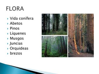  Vida conífera
 Abetos
 Pinos
 Líquenes
 Musgos
 Juncias
 Orquideas
 brezos
 