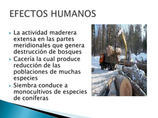  La actividad maderera
extensa en las partes
meridionales que genera
destrucción de bosques
 Cacería la cual produce
reducción de las
poblaciones de muchas
especies
 Siembra conduce a
monocultivos de especies
de coníferas
 