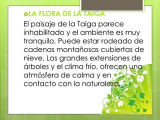 LA FLORA DE LA TAIGA
El paisaje de la Taiga parece
inhabilitado y el ambiente es muy
tranquilo. Puede estar rodeado de
cadenas montañosas cubiertas de
nieve. Las grandes extensiones de
árboles y el clima frío, ofrecen una
atmósfera de calma y en
contacto con la naturaleza.
 