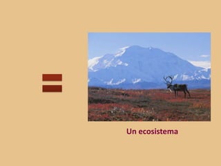 Un ecosistema
 