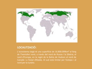 LOCALITZACIÓ:
L´ecosistema taigà té una superfície de 16.800.099km² al llarg
de l’hemisferi nord, a través del nord de Russia i la Sibèria, el
nord d’Europa, en la regió de la Bahía de Hudson al nord de
Canadà i a l’estat d’Alaska. Al sud està limitat per l’estepa i al
nord per la tundra.
 