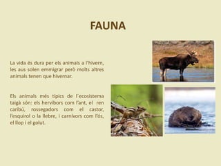 La vida és dura per els animals a l’hivern,
les aus solen emmigrar però molts altres
animals tenen que hivernar.
Els animals més típics de l´ecosistema
taigà són: els hervíbors com l’ant, el ren
caribú, rossegadors com el castor,
l’esquirol o la llebre, i carnívors com l’ós,
el llop i el golut.
FAUNA
 