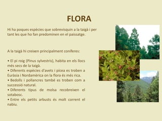 FLORA
Hi ha poques espècies que sobrevisquin a la taigà i per
tant les que ho fan predominen en el paissatge.
A la taigà hi creixen principalment coníferes:
• El pi roig (Pinus sylvestris), habita en els llocs
més secs de la taigà.
• Diferents espècies d'avets i pícea es troben a
Euràsia i Nordamèrica on la flora és més rica.
• Bedolls i pollancres també es troben com a
successió natural.
• Diferents tipus de molsa recobreixen el
sotabosc.
• Entre els petits arbusts és molt corrent el
nabiu.
 