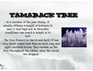 TAIGA The Boreal Forest - ppt download