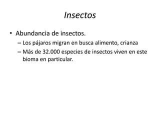 Insectos 
• Abundancia de insectos. 
– Los pájaros migran en busca alimento, crianza 
– Más de 32.000 especies de insectos viven en este 
bioma en particular. 
 