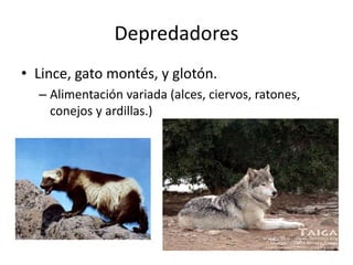 Depredadores 
• Lince, gato montés, y glotón. 
– Alimentación variada (alces, ciervos, ratones, 
conejos y ardillas.) 
 