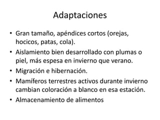 Adaptaciones 
• Gran tamaño, apéndices cortos (orejas, 
hocicos, patas, cola). 
• Aislamiento bien desarrollado con plumas o 
piel, más espesa en invierno que verano. 
• Migración e hibernación. 
• Mamíferos terrestres activos durante invierno 
cambian coloración a blanco en esa estación. 
• Almacenamiento de alimentos 
 