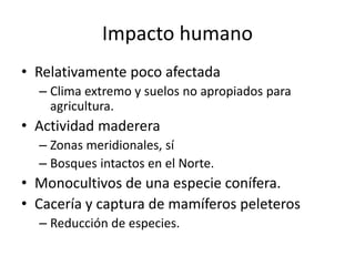 Impacto humano 
• Relativamente poco afectada 
– Clima extremo y suelos no apropiados para 
agricultura. 
• Actividad maderera 
– Zonas meridionales, sí 
– Bosques intactos en el Norte. 
• Monocultivos de una especie conífera. 
• Cacería y captura de mamíferos peleteros 
– Reducción de especies. 
 