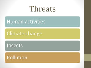 Threats
Human activities
Climate change
Insects
Pollution
 