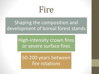 Fire
Shaping the composition and
development of boreal forest stands
High-intensity crown fires
or severe surface fires
50-200 years between
fire rotations
 