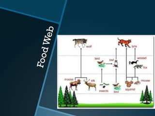 FoodWeb
 