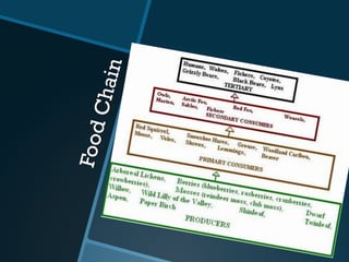 FoodChain
 