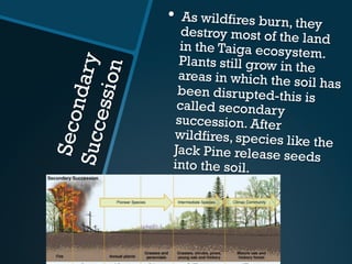 SecondarySuccession
•  As wildfires burn, they
destroy most of the land
in the Taiga ecosystem.
Plants still grow in the
areas in which the soil hasbeen disrupted-this is
called secondary
succession. After
wildfires, species like the
Jack Pine release seeds
into the soil.
 