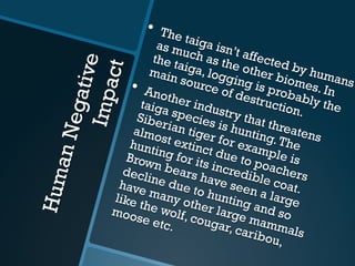 HumanNegativeImpact
•  The taiga isn’t affected by humans
as much as the other biomes. In
the taiga, logging is probably the
main source of destruction.
•  Another industry that threatens
taiga species is hunting.The
Siberian tiger for example is
almost extinct due to poachers
hunting for its incredible coat.
Brown bears have seen a large
decline due to hunting and so
have many other large mammals
like the wolf, cougar, caribou,
moose etc. 
 