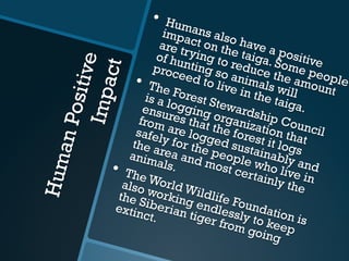 HumanPositiveImpact
•  Humans also have a positive
impact on the taiga. Some people
are trying to reduce the amount
of hunting so animals will
proceed to live in the taiga.
•  The Forest Stewardship Council
is a logging organization that
ensures that the forest it logs
from are logged sustainably and
safely for the people who live in
the area and most certainly the
animals.•  The World Wildlife Foundation is
also working endlessly to keep
the Siberian tiger from going
extinct.
 
