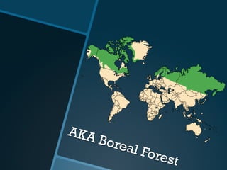 AKA Boreal Forest
 