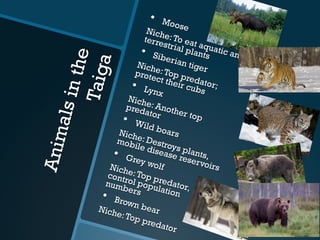 Animalsinthe
Taiga
•  MooseNiche:To eat aquatic and
terrestrial plants•  Siberian tigerNiche:Top predator;
protect their cubs
•  Lynx
Niche: Another top
predator
•  Wild boarsNiche: Destroys plants,
mobile disease reservoirs
•  Grey wolfNiche:Top predator,
control population
numbers
•  Brown bearNiche:Top predator
 