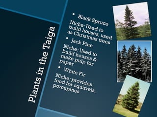 PlantsintheTaiga
•  Black SpruceNiche: Used to
build houses, used
as Christmas trees
•  Jack PineNiche: Used to
build houses &
make pulp for
paper
•  White FirNiche: provides
food for squirrels,
porcupines
 