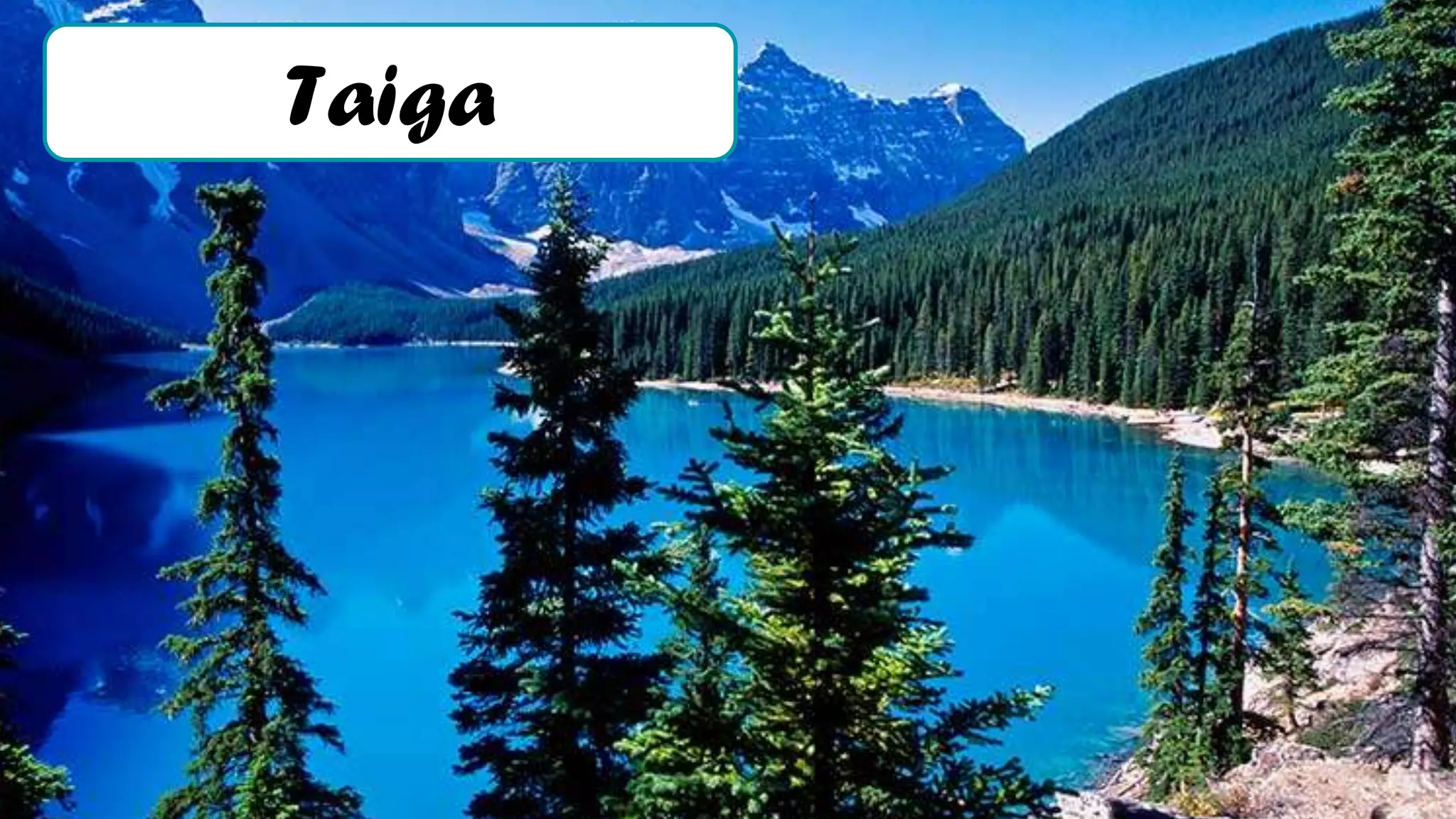 Bioma Taiga PPTX — free download