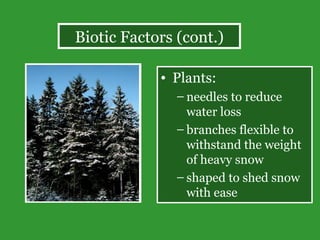 Plants: needles to reduce water loss  branches flexible to withstand the weight of heavy snow shaped to shed snow with ease Biotic Factors (cont.) 