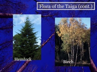 Hemlock   Birch Flora of the Taiga (cont.) 