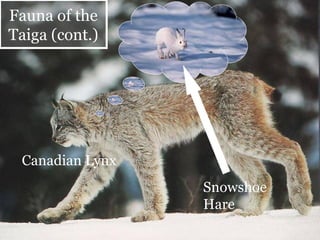 Canadian Lynx Snowshoe Hare Fauna of the Taiga (cont.) 