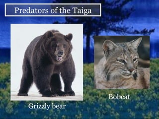 Grizzly bear Bobcat Predators of the Taiga 