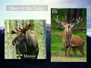 Moose Elk Deer of the Taiga 