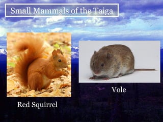 Vole Red Squirrel Small Mammals of the Taiga 