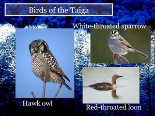 Hawk owl Red-throated loon White-throated sparrow Birds of the Taiga 