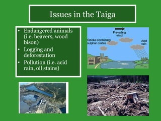 Issues in the Taiga Endangered animals (i.e. beavers, wood bison) Logging and deforestation Pollution (i.e. acid rain, oil stains) 