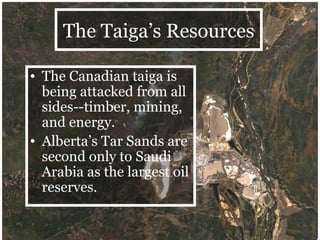 The Taiga’s Resources The Canadian taiga is being attacked from all sides--timber, mining, and energy. Alberta’s Tar Sands are   second only to Saudi Arabia as the largest oil reserves. 